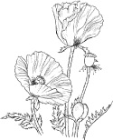 Alpenblumen blau Alpenblumen blau